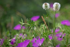Zu den gefährdeten heimischen Pflanzenarten gehören auch der Berg-Klee und Blutrote Storchschnabel. Foto: Oliver Thier