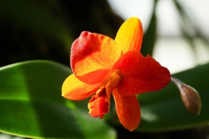 Cattleya. Foto: Botanischer Garten der Universität Leipzig