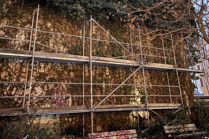 Zerstörter Efeubewuchs in der Thomasiusstraße 6. Foto: Ökolöwe Leipzig