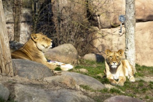 25 Jahre Löwensavanne. Kigali mti Tochter Malu auf der Savanne. Quelle: Zoo Leipzig