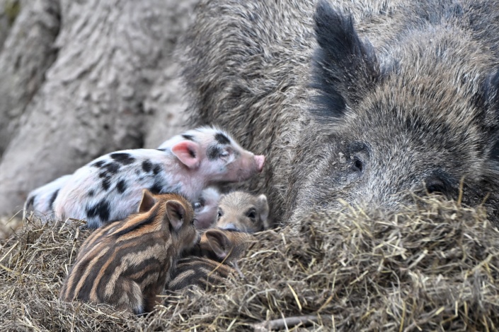 Überraschung für die Gäste des Wildparks: In Mamas Schweine-Mulde sieht’s irgendwie seltsam aus. Foto: Benjamin Weinkauf
