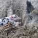 Überraschung für die Gäste des Wildparks: In Mamas Schweine-Mulde sieht’s irgendwie seltsam aus. Foto: Benjamin Weinkauf