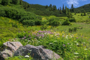 Blühende Bergwiese.