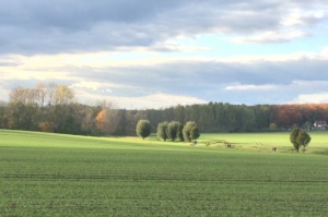 Weinteichsenke in Markkleeberg