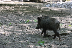 Wildschwein im Wildpark Leipzig. Foto: Sabine Eicker