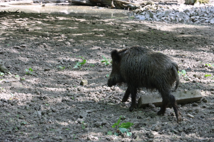 Afrikanische Schweinepest: EU-Kommission hebt letzte Sperrzone auf
