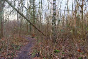 Im Feenwäldchen in Mölkau. Foto: Sabine Eicker