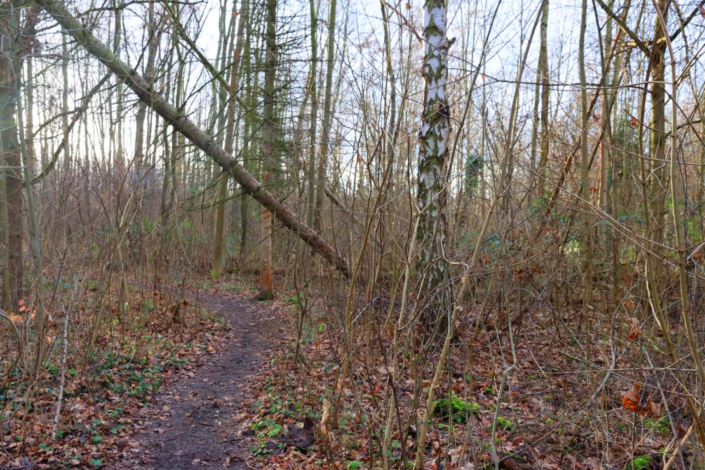 Im Feenwäldchen in Mölkau. Foto: Sabine Eicker