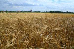Getreidefeld im Osten Leipzigs. Foto: Ralf Julke