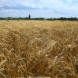 Getreidefeld im Osten Leipzigs. Foto: Ralf Julke