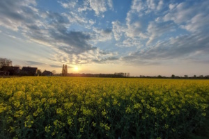 Man kann Brennstoffe auf biologischer Basis nicht unendlich vermehren. Hier im Bild: ein Rapsfeld. Foto: Sabine Eicker