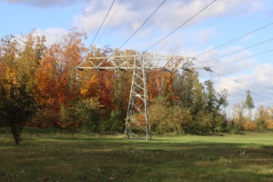 Herbstliches Waldstück mit Strommasten.