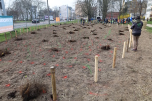 Die vorbereitete Fläche für den Mikrowald an der Arthur-Hoffmann-Straße. Foto: Ralf Julke