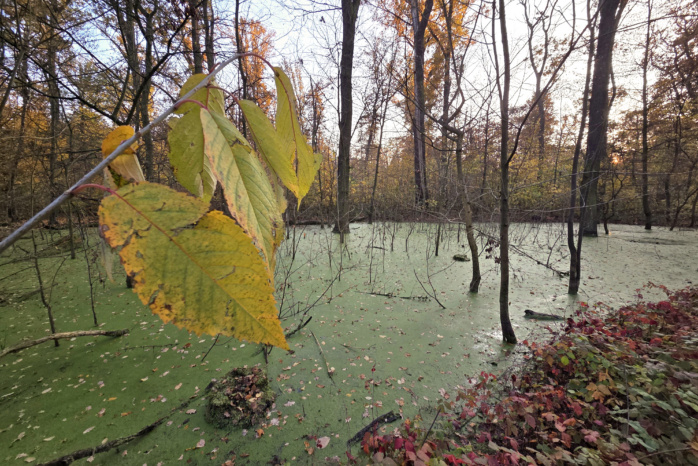2027: Leipzig wird Ausrichter des European Forum on Urban Forestry 2027