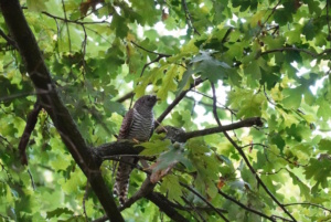 Auch ein Kuckuck war im Experiment zu hören. Foto: Gabriele Rada