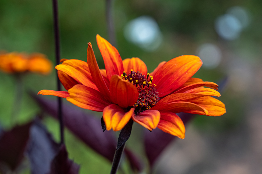 Heliopsis helianthoides var. .scabra 'Bleeding Hearts'