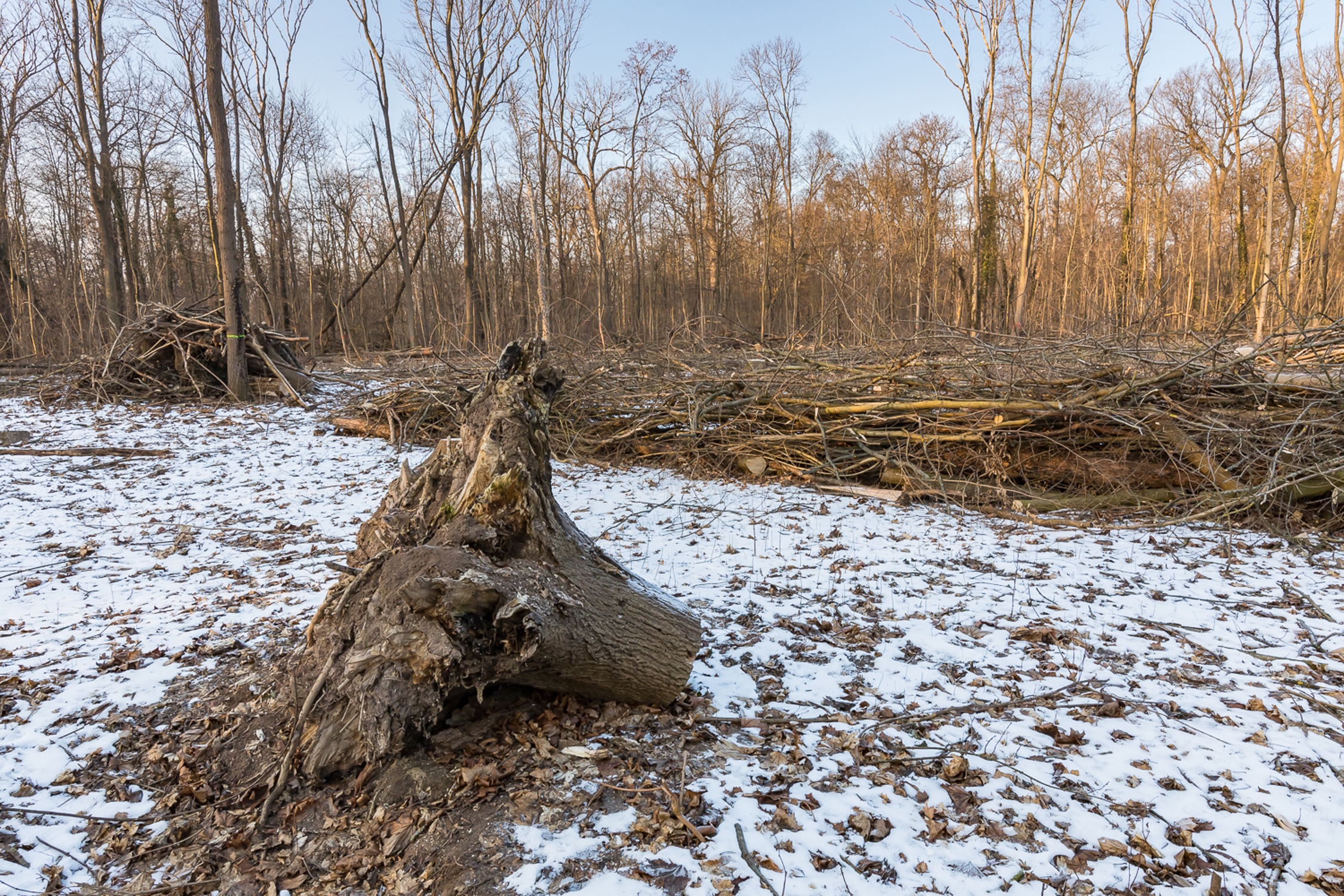 Freigeräumte Fläche für neue Eichenpflanzung im Rosental, Winter 2026. Foto: Axel Schmoll, Initiative Stadtnatur