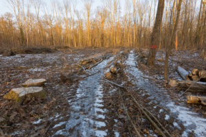 Freigeräumte Fläche für neue Eichenpflanzung im Rosental, Winter 2026. Foto: Axel Schmoll, Initiative Stadtnatur