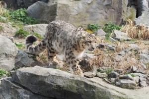 Schneeleopardin Chandra im Himalaya von Leipzig. Foto: Zoo Leipzig