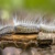 Raupe des Eichenprozessionsspinners mit langen Brennhaaren. Foto: creativenature.nl – stock.adobe.com
