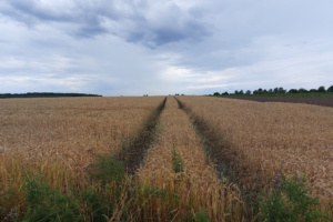 Riesige schattenlose Felder können nicht die Zukunft der sächsischen Landwirtschaft sein. Foto: Sabine Eicker