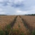 Riesige schattenlose Felder können nicht die Zukunft der sächsischen Landwirtschaft sein. Foto: Sabine Eicker