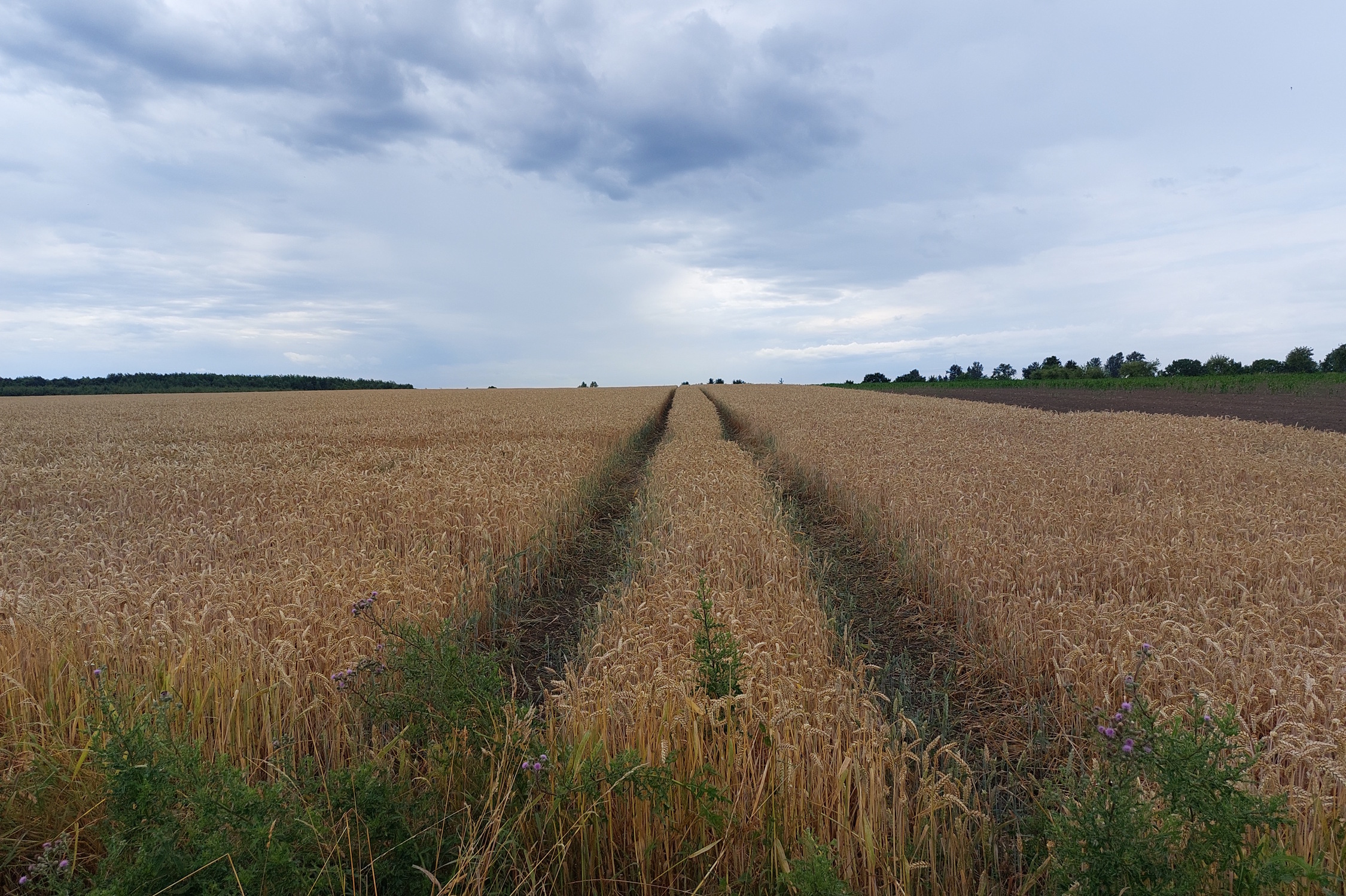 Riesige schattenlose Felder können nicht die Zukunft der sächsischen Landwirtschaft sein. Foto: Sabine Eicker