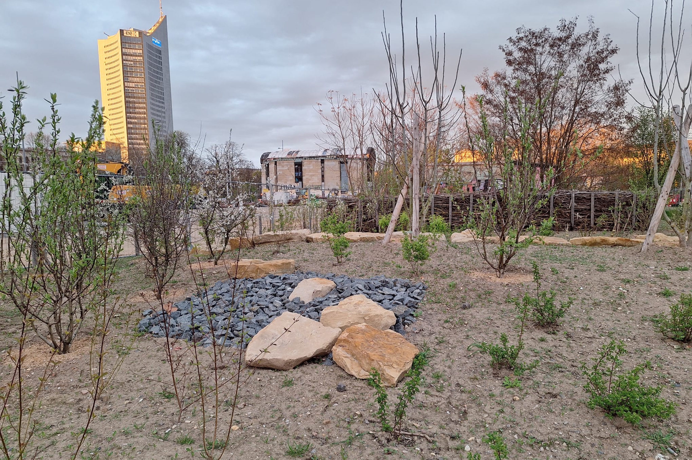 Das Zwischengrün auf dem Wilhelm-Leuschner-Platz. Foto: Initiative Stadtnatur