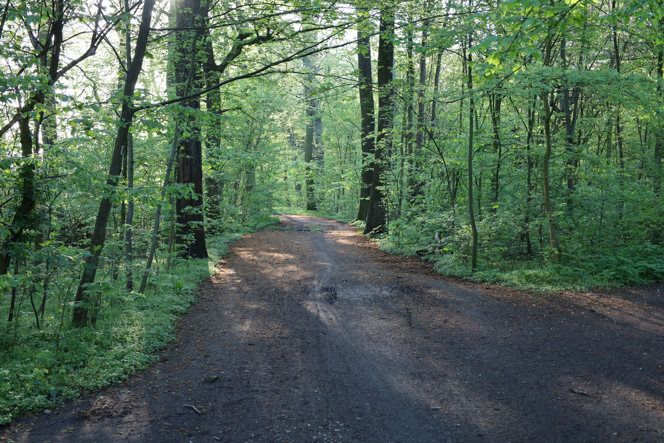Waldweg im Rosental. Foto: Ralf Julke
