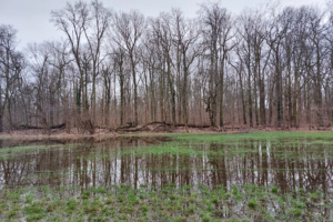 Flutungsprojekt im südlichen Leipziger Auwald. Foto: Sabine Eicker