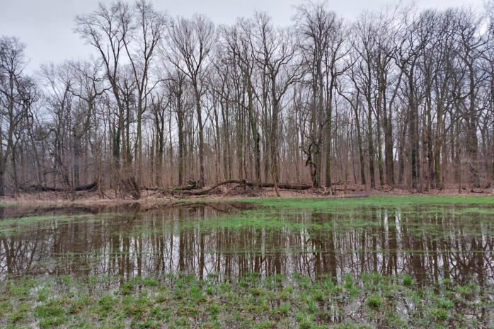 Megathema Auwaldrettung: Das Auenentwicklungskonzept soll es nun 2027 geben