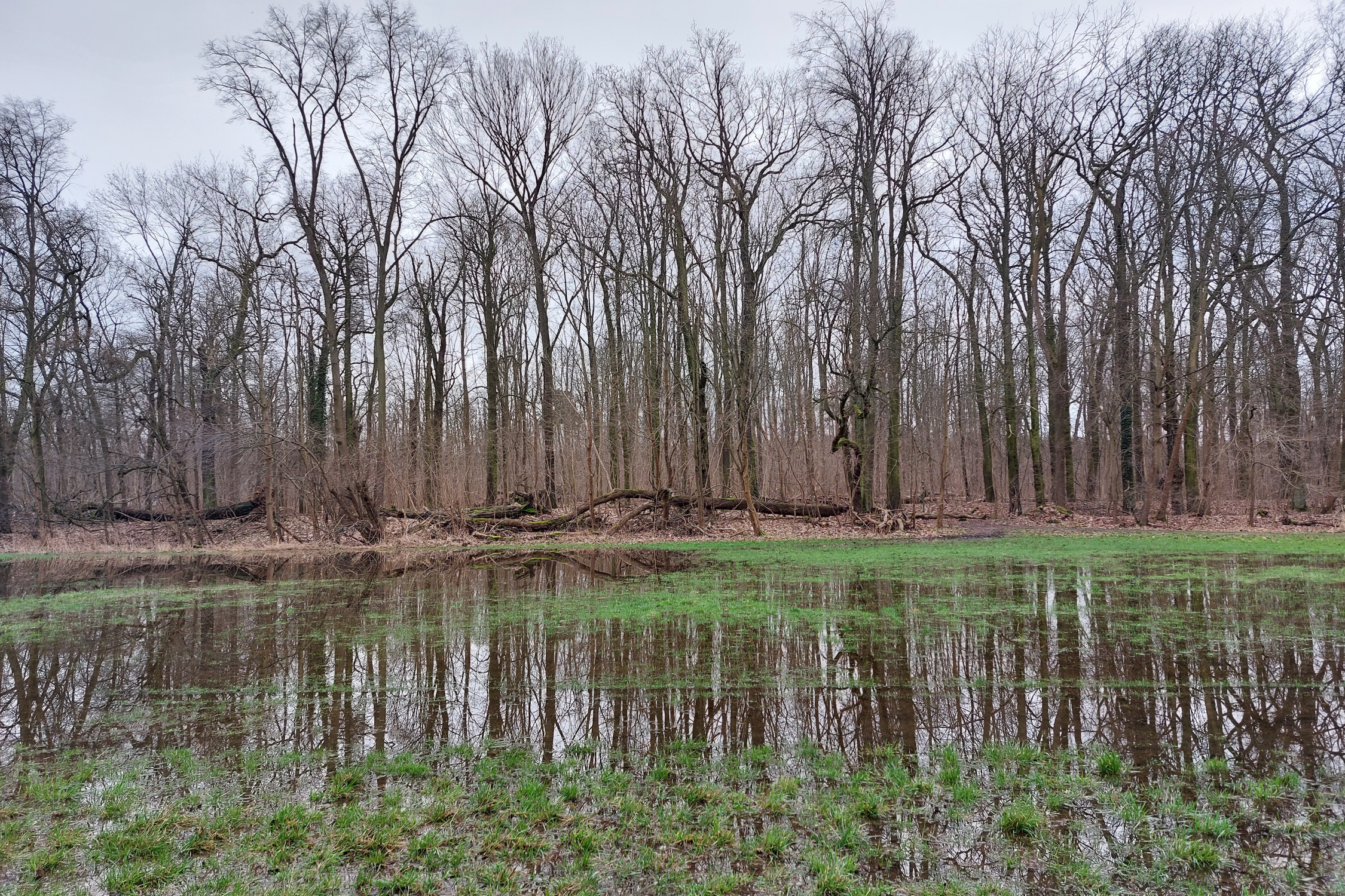 Flutungsprojekt im südlichen Leipziger Auwald. Foto: Sabine Eicker