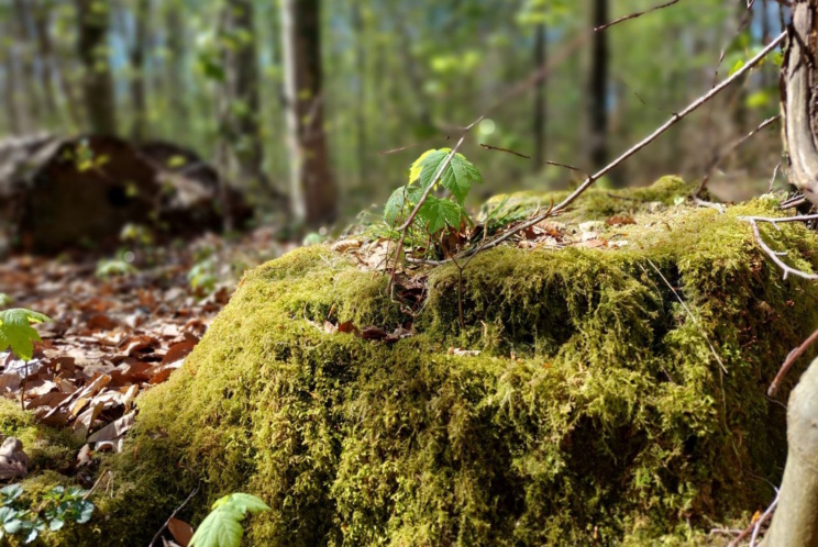 Im Leipziger Auwald. Foto: Sabine Eicker