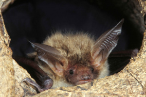 Die Bechsteinfledermaus soll in dem Projekt besonders untersucht werden. © Thomas Stefan
