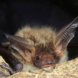 Die Bechsteinfledermaus soll in dem Projekt besonders untersucht werden. © Thomas Stefan