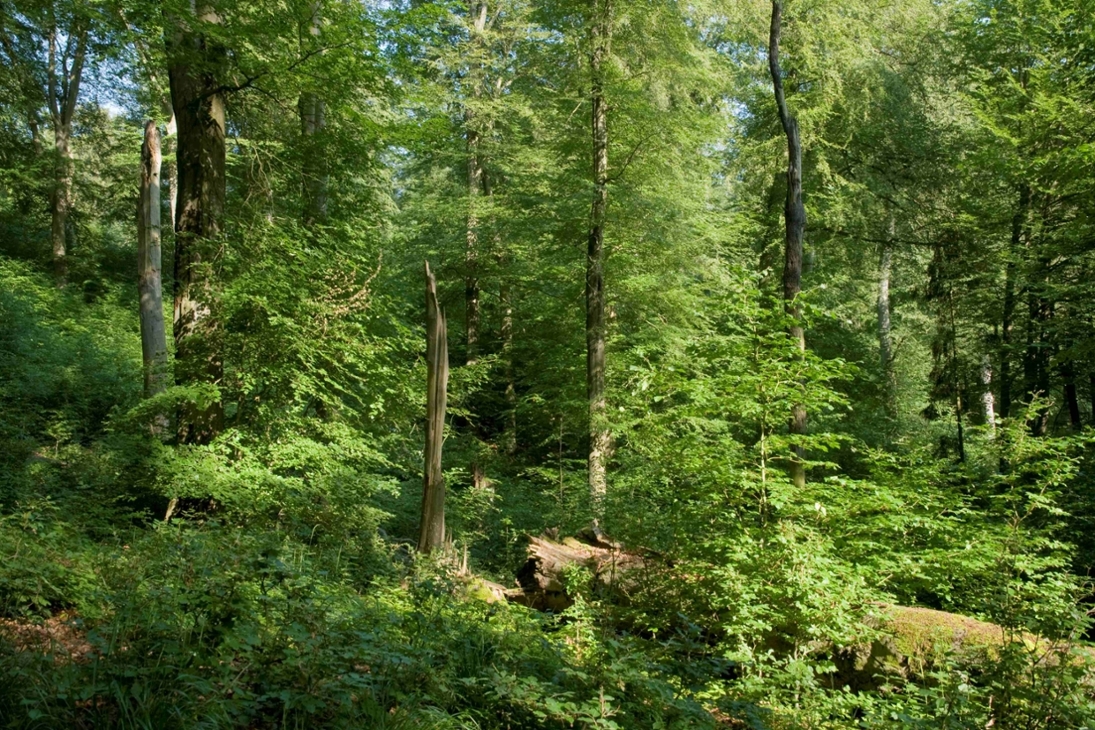 Strukturreiche Wälder. © Thomas Stefan