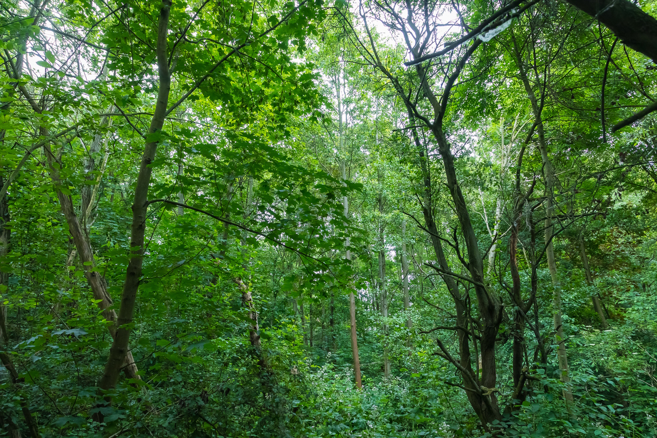 Das artenreiche Waldstück an der Capastraße. Foto: Initiative Stadtnatur