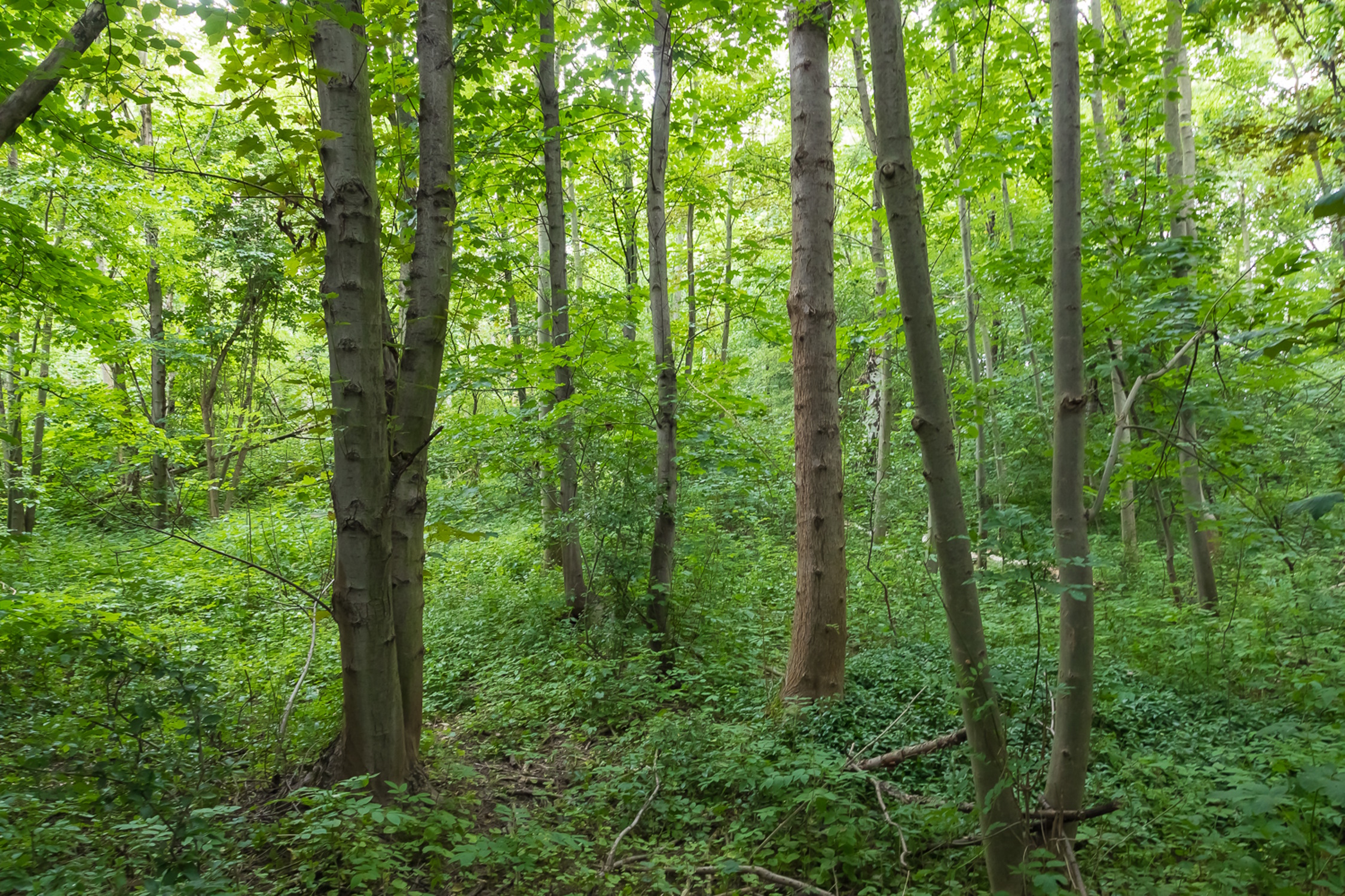 Das artenreiche Waldstück an der Capastraße. Foto: Initiative Stadtnatur
