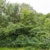 Das artenreiche Waldstück an der Capastraße. Foto: Initiative Stadtnatur