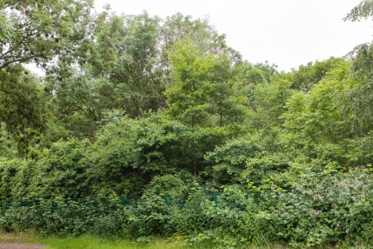 Das artenreiche Waldstück an der Capastraße. Foto: Initiative Stadtnatur