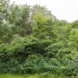 Das artenreiche Waldstück an der Capastraße. Foto: Initiative Stadtnatur