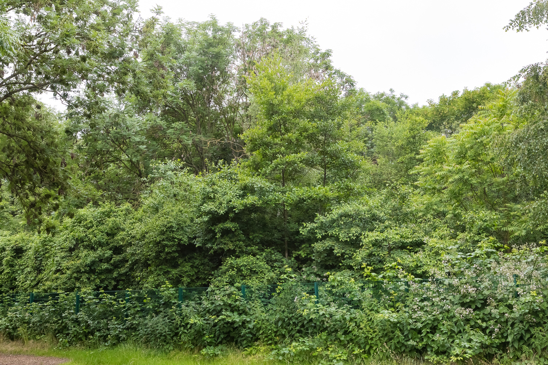 Das artenreiche Waldstück an der Capastraße. Foto: Initiative Stadtnatur