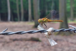Libelle im Wald auf einem Stacheldrahtzaun