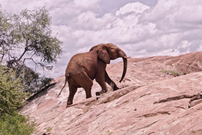 Der Energiebedarf der verschiedenen Routen, die Hannibals Elefanten gegangen sein könnten, unterscheidet sich deutlich. Das Foto zeigt einen Afrikanischen Elefanten am Mount Kenya. Foto: Robbie Labanowski, Save the Elephant