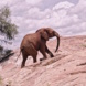 Der Energiebedarf der verschiedenen Routen, die Hannibals Elefanten gegangen sein könnten, unterscheidet sich deutlich. Das Foto zeigt einen Afrikanischen Elefanten am Mount Kenya. Foto: Robbie Labanowski, Save the Elephant