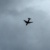 Flugzeug über Leipzig. Foto: Ralf Julke