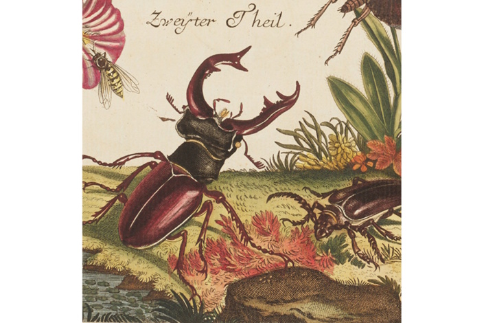 Exponat in der Ausstellung "Insektenwissen". Foto: Universitätsbibliothek Leipzig