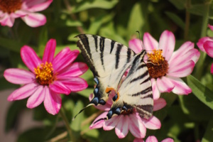 Der Segelfalter (Iphiclides podalirius) gehört zu den wärmeliebenden Schmetterlingsarten, die sich durch den Klimawandel zunehmend weiter ausbreiten. Foto: Pixabay / Barabra800