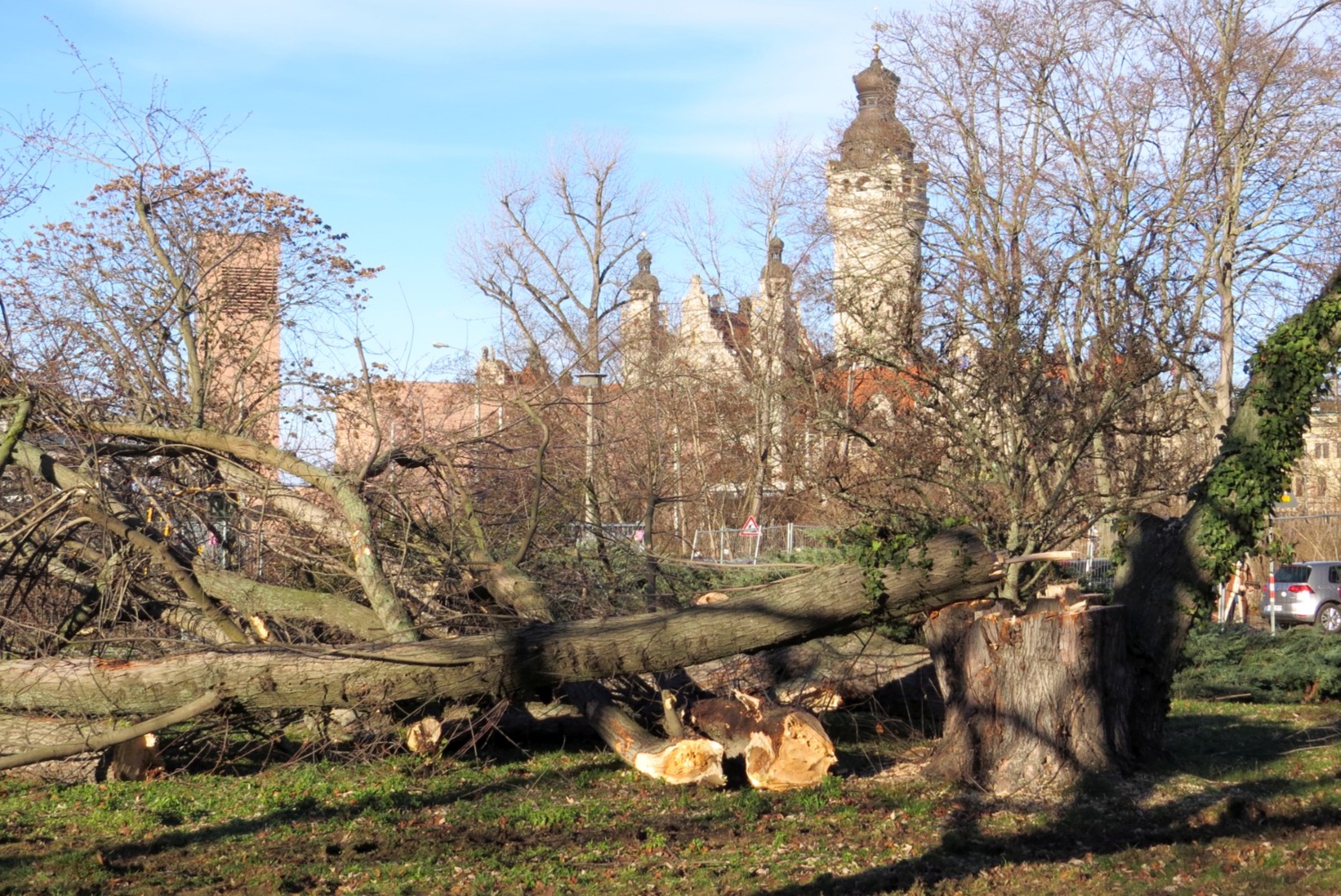 Gefällte Bäume am Wilhelm-Leuschner-Platz. Foto: NABU Leipzig
