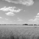 Wenn Sachsen-Anhalt dann nur noch aus riesigen Feldern besteht ... Foto: Ralf Julke